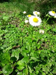 Erigeron annuus