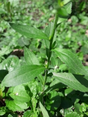 Erigeron annuus