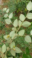 Cotoneaster dielsianus