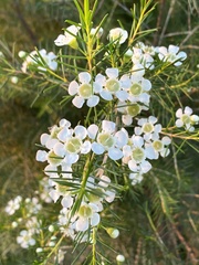 Chamelaucium