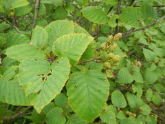 Alnus maximowiczii