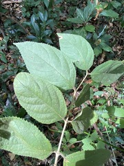 Callicarpa pedunculata