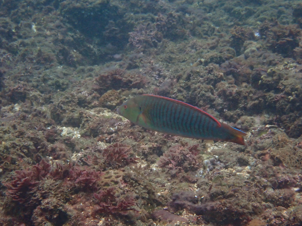 Pastel ringwrasse