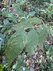 Callicarpa pedunculata