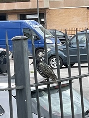 Sturnus vulgaris