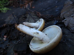 Hypholoma capnoides image