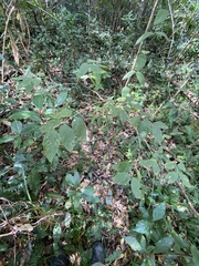 Callicarpa pedunculata