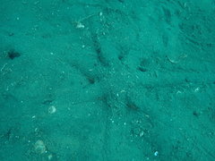 Luidia australiae