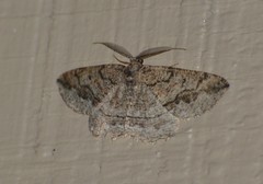 Pterospoda nigrescens