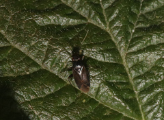 Plagiognathus arbustorum