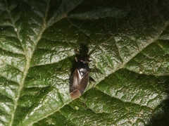 Plagiognathus arbustorum