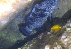 Epinephelus daemelii