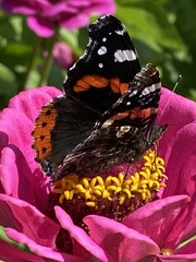 Vanessa atalanta