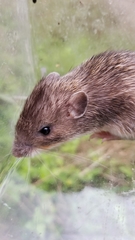 Heteromys irroratus