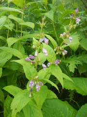 Nepeta subsessilis
