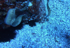 Gymnothorax thyrsoideus