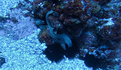 Gymnothorax thyrsoideus