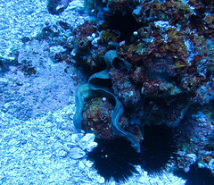 Gymnothorax thyrsoideus