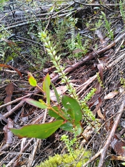 Eucalyptus brookeriana