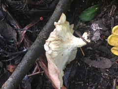 Leucopaxillus eucalyptorum