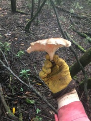 Leucopaxillus eucalyptorum
