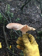 Leucopaxillus eucalyptorum