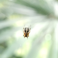 Araneus ejusmodi