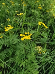 Tanacetum vulgare