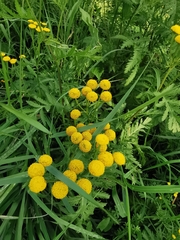 Tanacetum vulgare