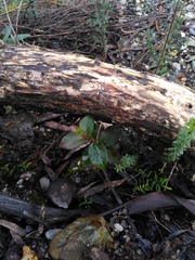 Eucalyptus brookeriana