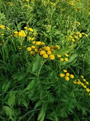 Tanacetum vulgare
