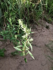 Chenopodium album