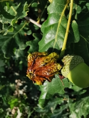 Andricus quercuscalicis