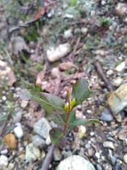 Eucalyptus brookeriana
