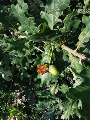 Andricus quercuscalicis