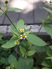 Galinsoga quadriradiata