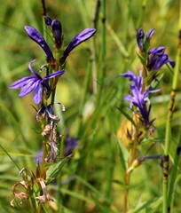 Lobelia sessilifolia