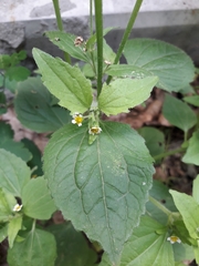 Galinsoga quadriradiata