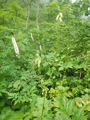 Aconitum umbrosum