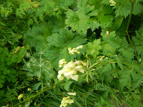 Image of Aconitum umbrosum by (c) Junichi　Mandai, some rights reserved (CC BY)