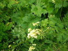 Aconitum umbrosum