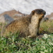 Marmota de Capa Negra - Photo (c) uip, algunos derechos reservados (CC BY-NC)