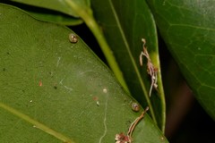 Elasmias wakefieldiae