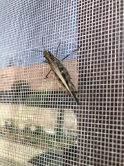 Aiolopus thalassinus