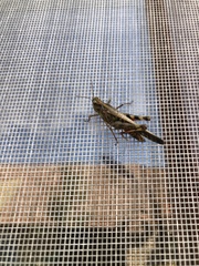 Aiolopus thalassinus