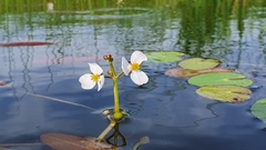 Sagittaria natans