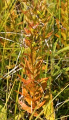 Lobelia sessilifolia