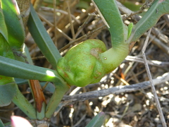 Carpobrotus quadrifidus