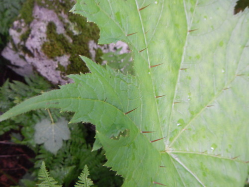 Image of Oplopanax japonicus by (c) Junichi　Mandai, some rights reserved (CC BY)