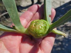 Carpobrotus quadrifidus